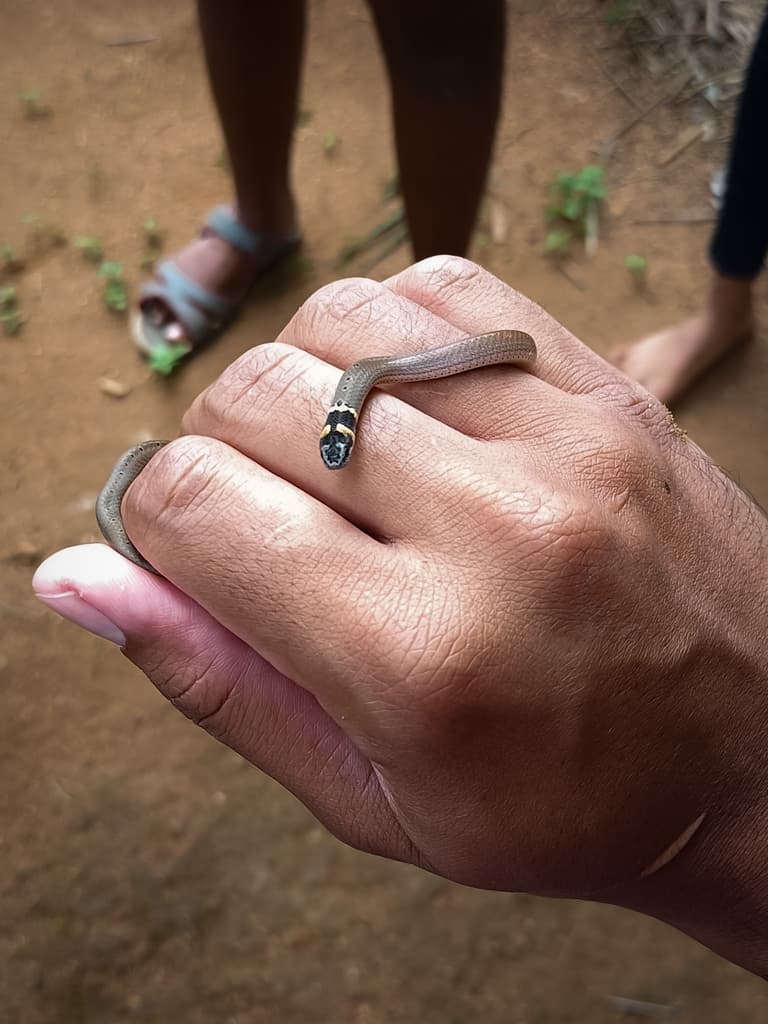 Spotted black-headed snake